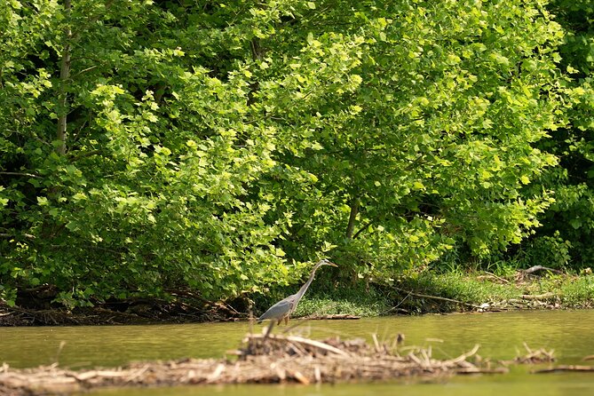 Small Group Clear Kayak Tour of Old Hickory Lake - Who This Tour Fits Best (And Who Might Want Another Option)